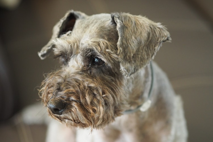 Rosto Schnauzer