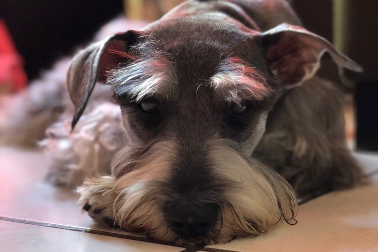 Schnauzer bigodudo