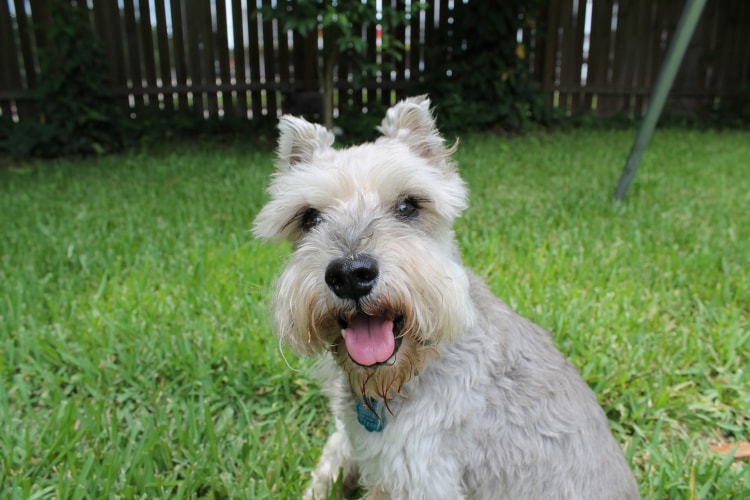 Schnauzer branco