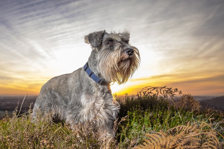 Schnauzer cinza ao ar livre