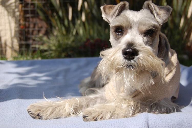 Schnauzer deitado