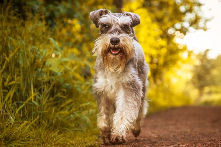 Schnauzer em pé