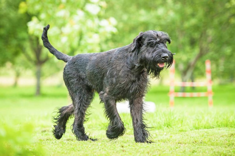 Schnauzer gigante