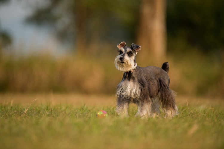 Schnauzer miniatura na grama