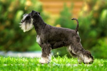 Schnauzer miniatura