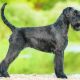 Schnauzer preto