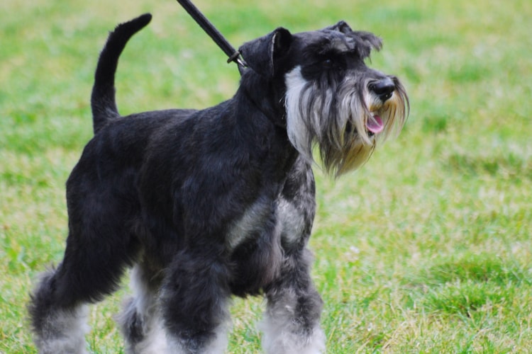 Schnauzer preto e branco