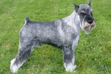 Schnauzer Standard