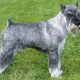 Schnauzer Standard