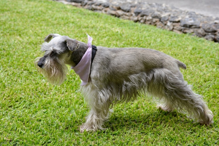 Tudo sobre a raça Schnauzer