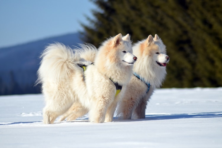 Casal de Samoieda na neve