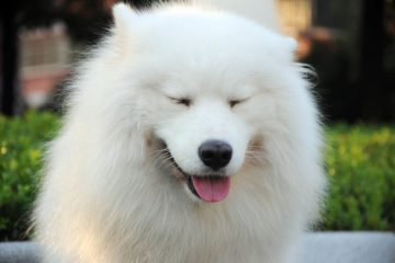 cachorro Samoieda sorrindo