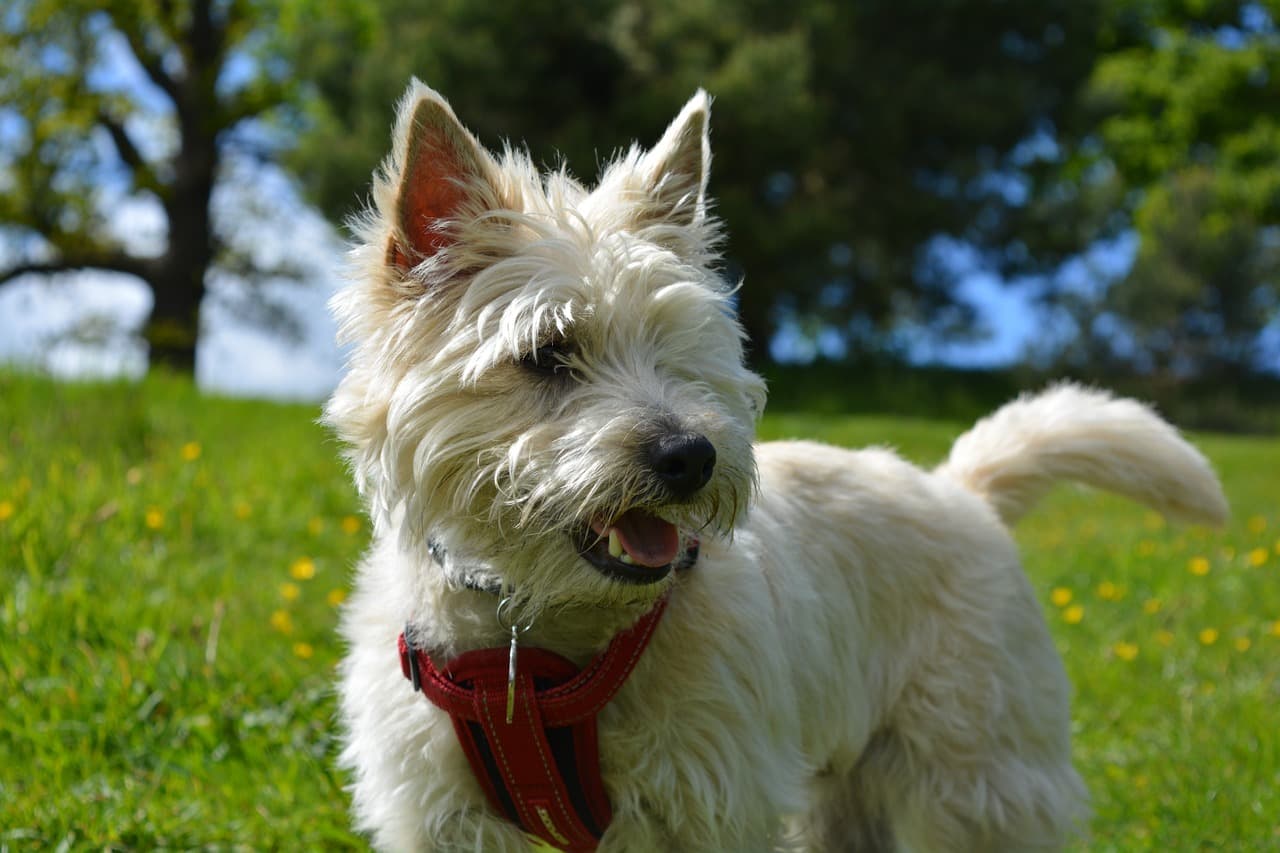 Cairn Terrier ao ar livre