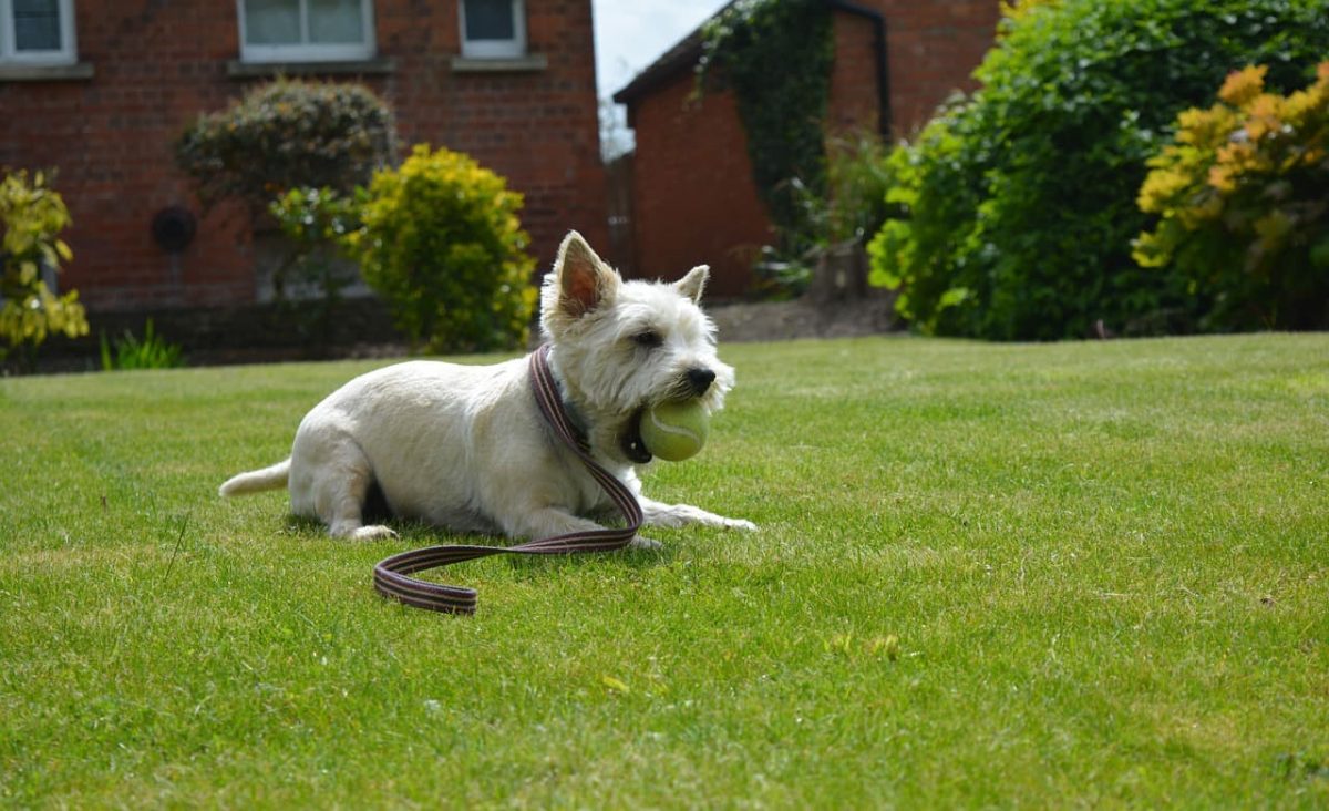 Cairn Terrier brincando com bola