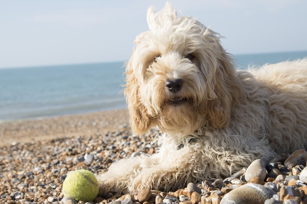 Cockapoo branco na praia