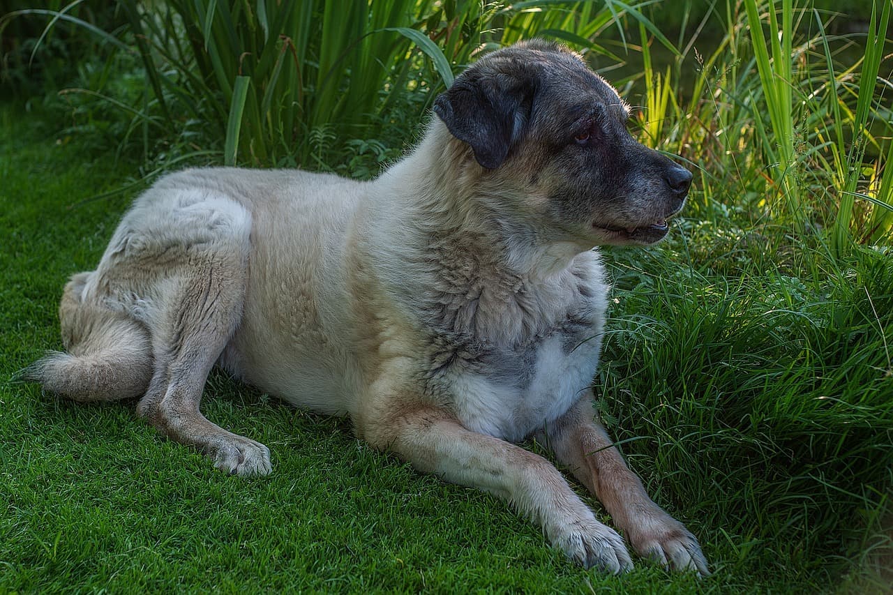 Kangal deitado jardim