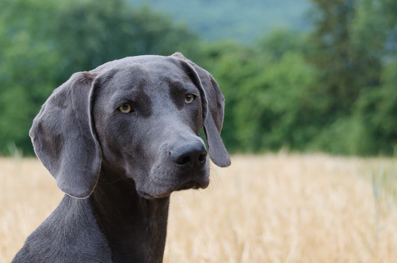 Weimaraner escuro parado, observando, ao ar livre.