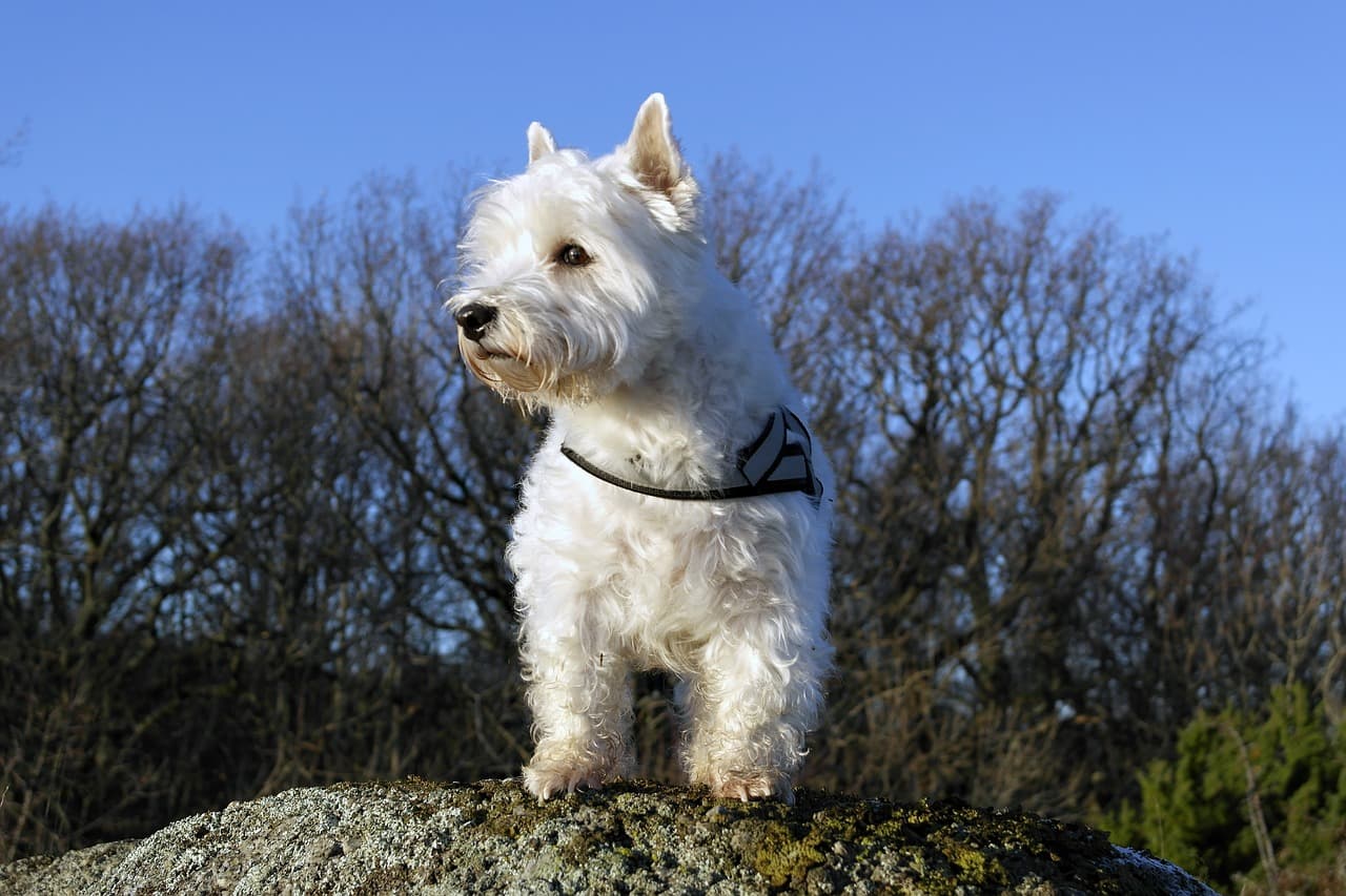 West Highland White Terrier ao ar livre