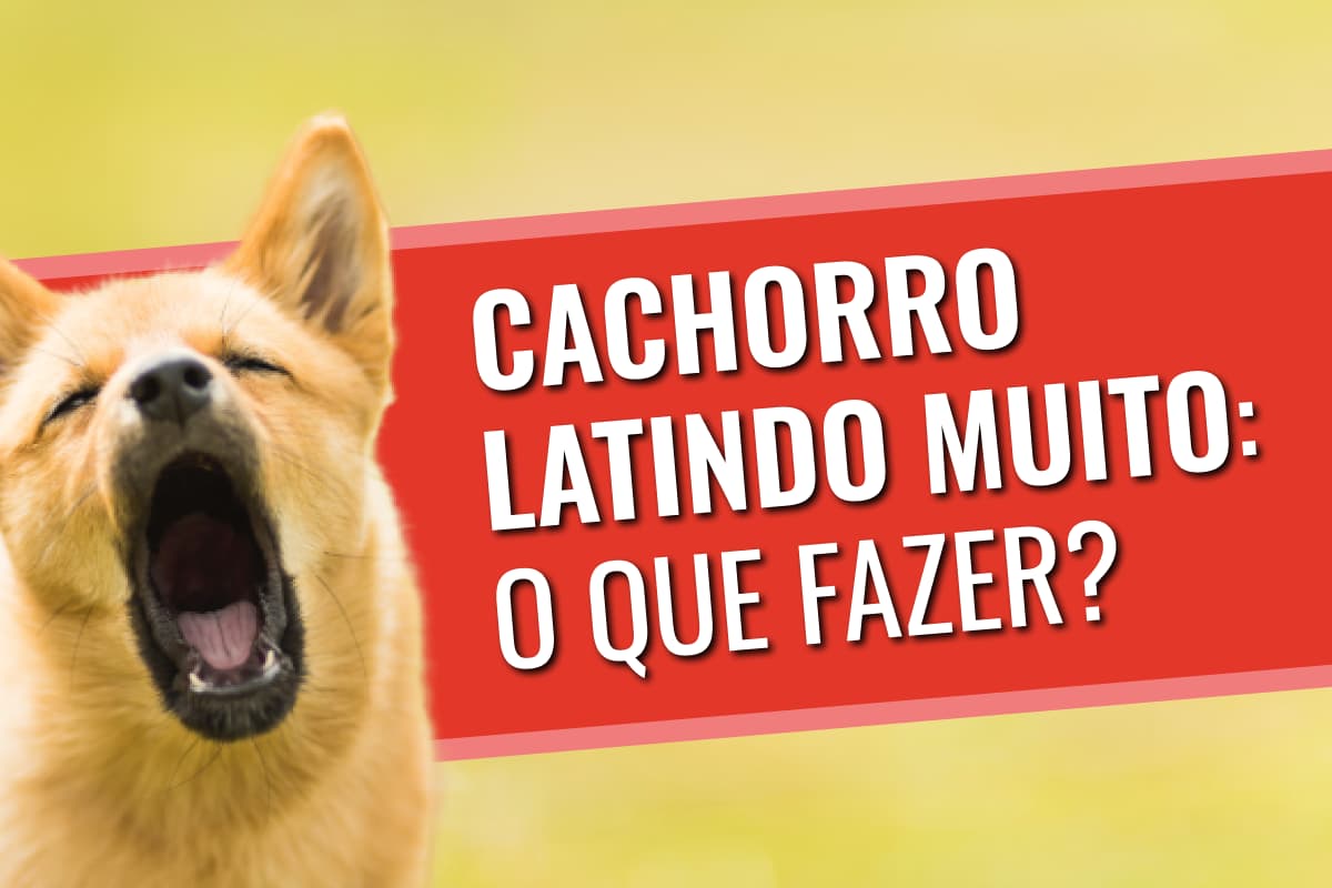 Cachorro latindo muito