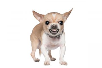 Chihuahua bravo