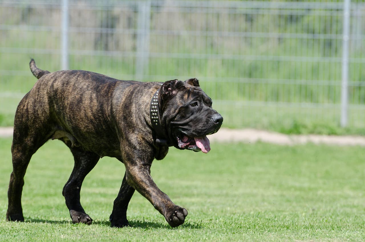 10 melhores cães de guarda  Melhores cães, Cão de guarda, Cães