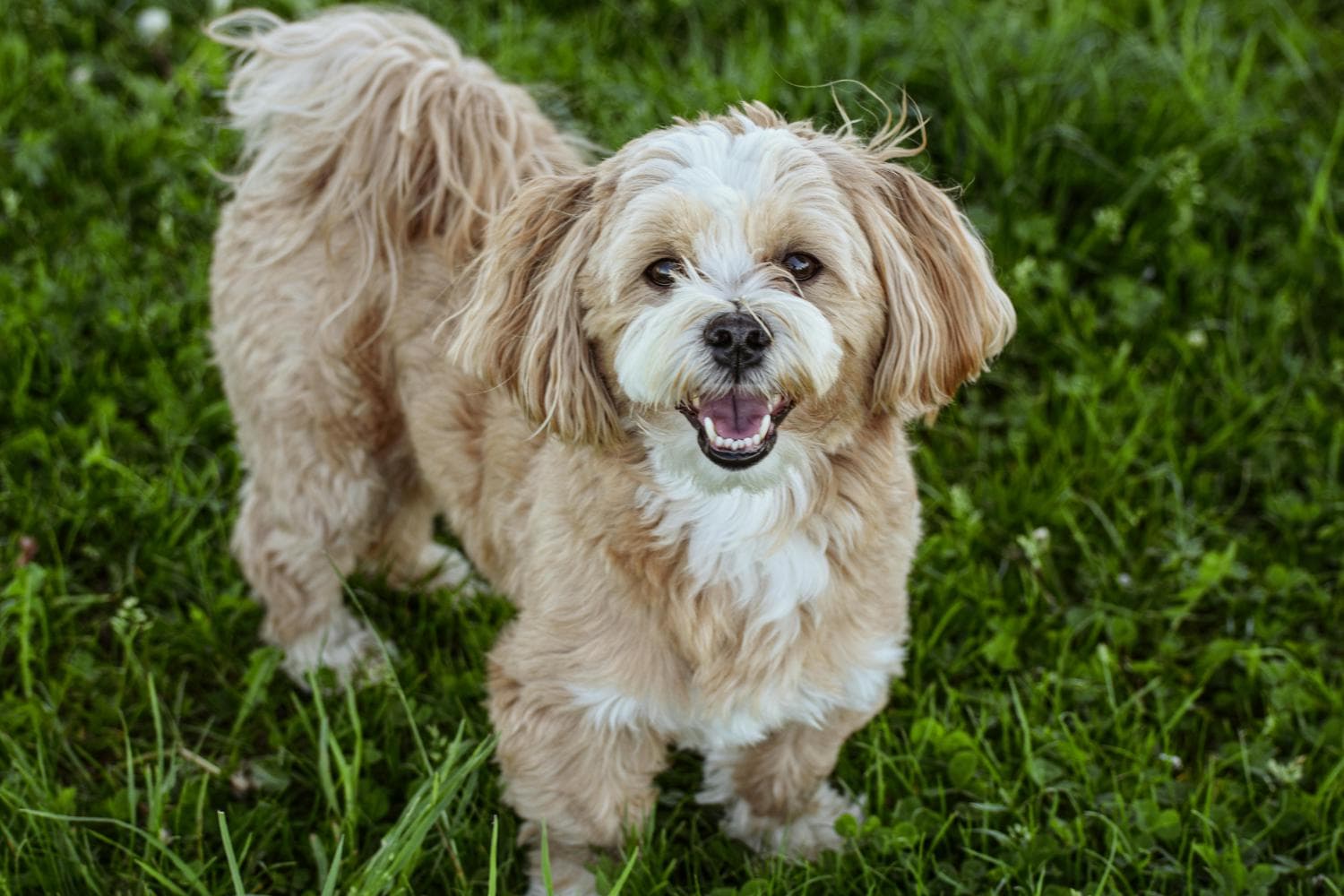 Lhasa apso marrom e branco