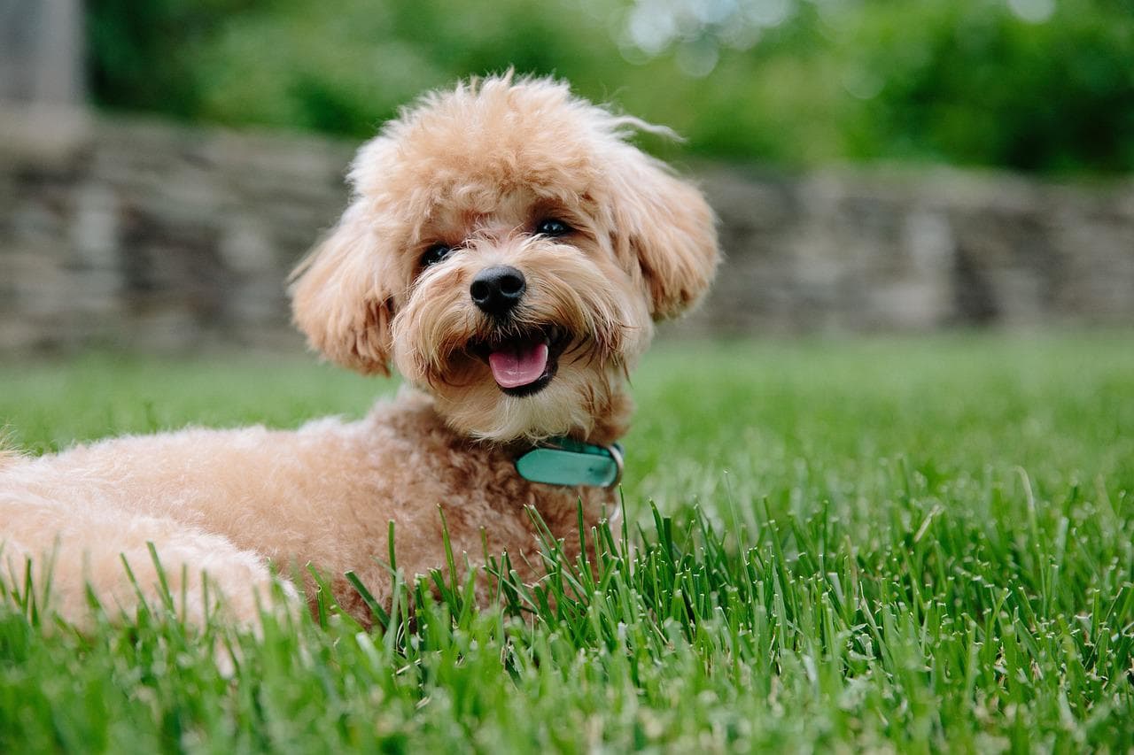 Poodle marrom sorrindo, deitado em uma grama verde