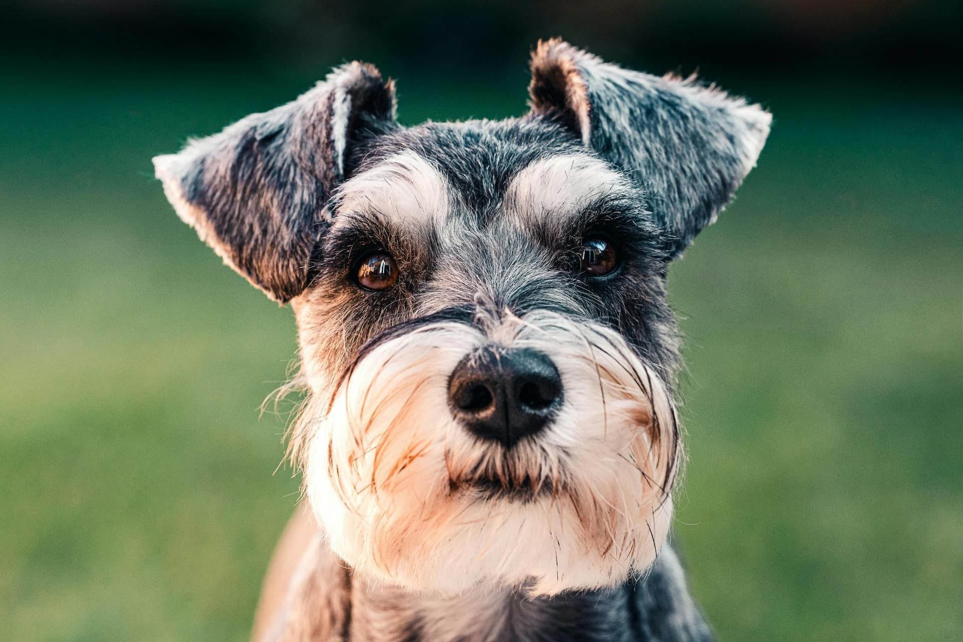 Schnauzer