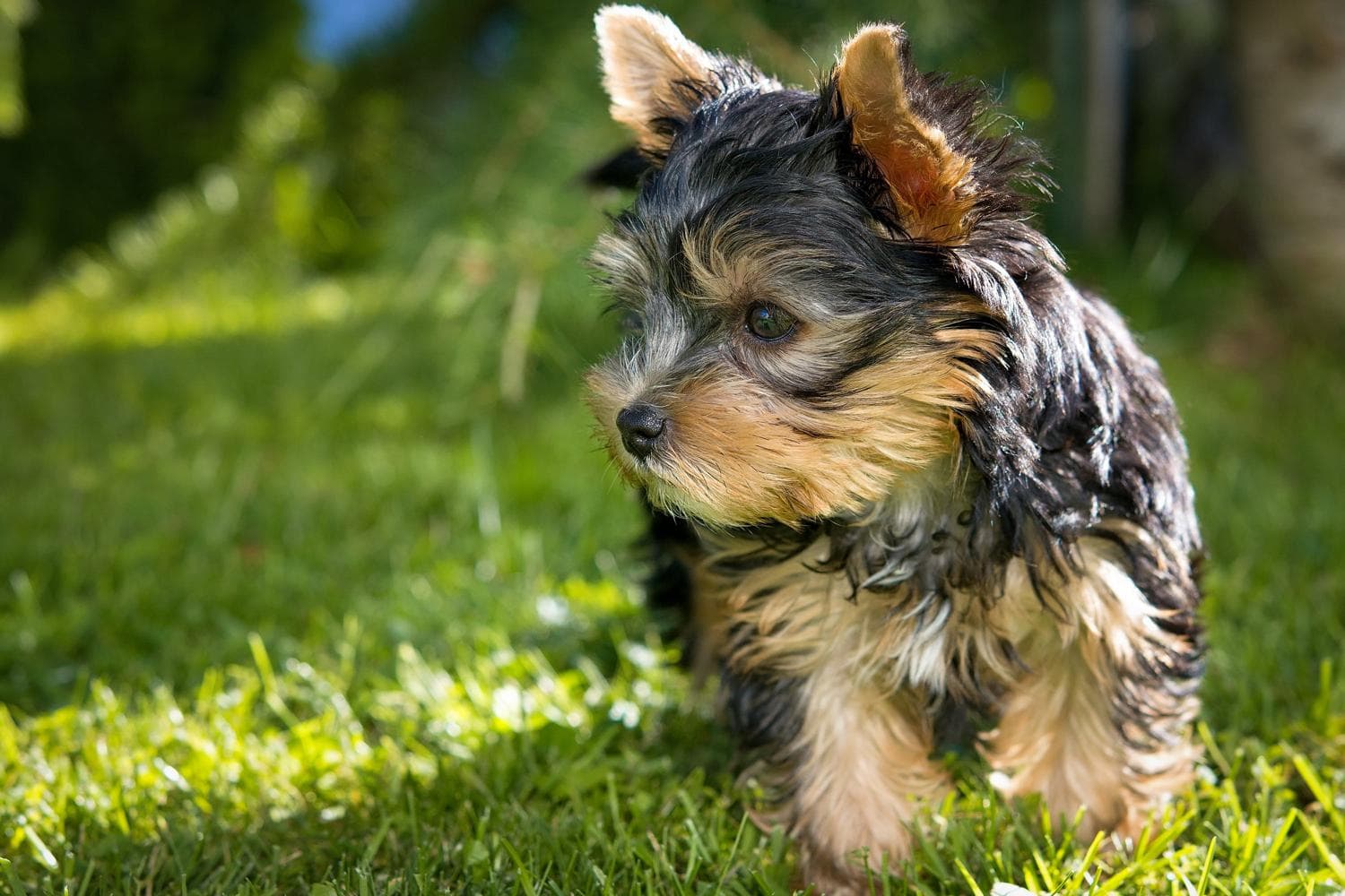 Yorkshire terrier preto e marrom