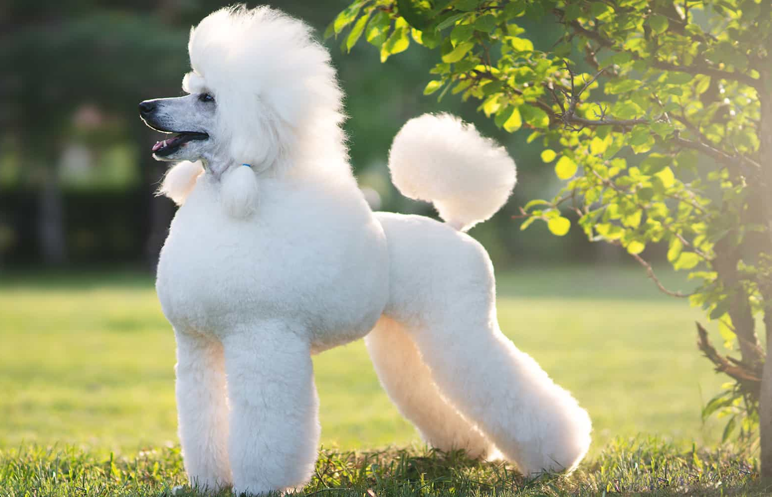 Poodle