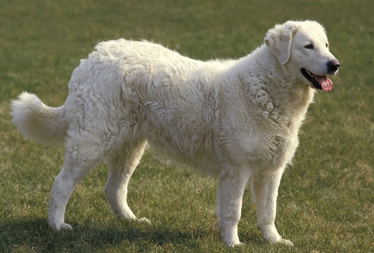 Kuvasz