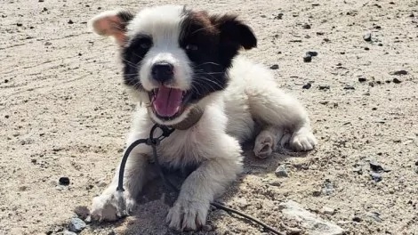 filhote de cachorro feliz deitado no chão