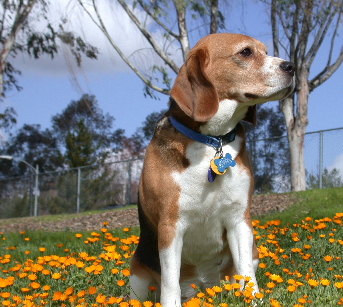 Beagle