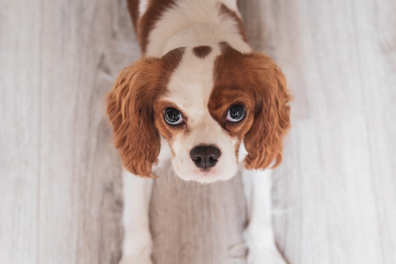 Cavalier Kiing deitado e olhando pra cima