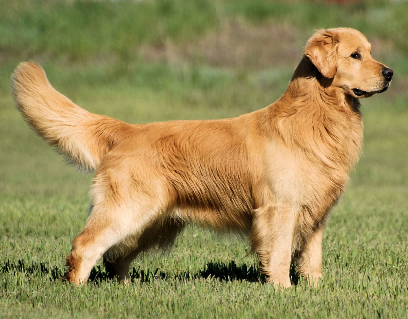 Golden Retriever