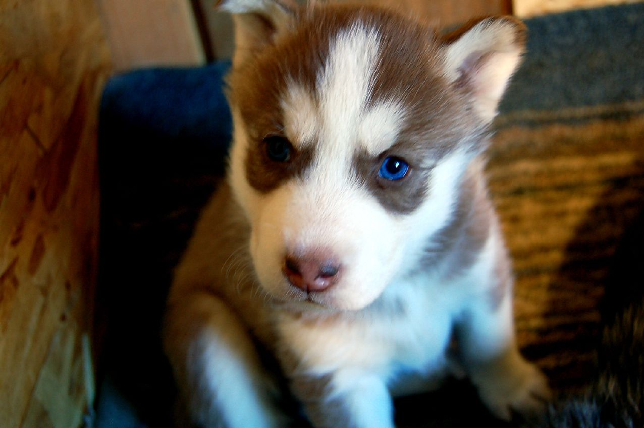 Husky Siberiano