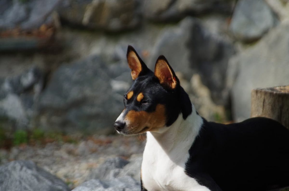 cachorro basenji preto e branco