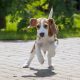 beagle correndo ao ar livre
