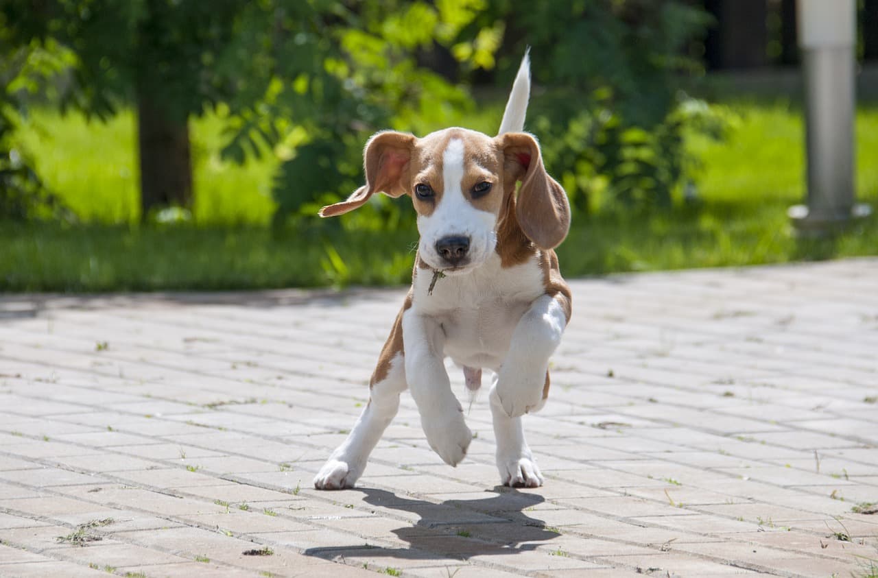 beagle correndo ao ar livre