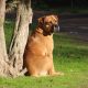 Bull Mastiff sozinho e sentado na árvore