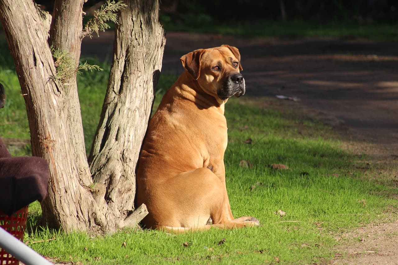 Bull Mastiff sozinho e sentado na árvore