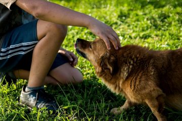 Homem fazendo carinho em cachorro carente