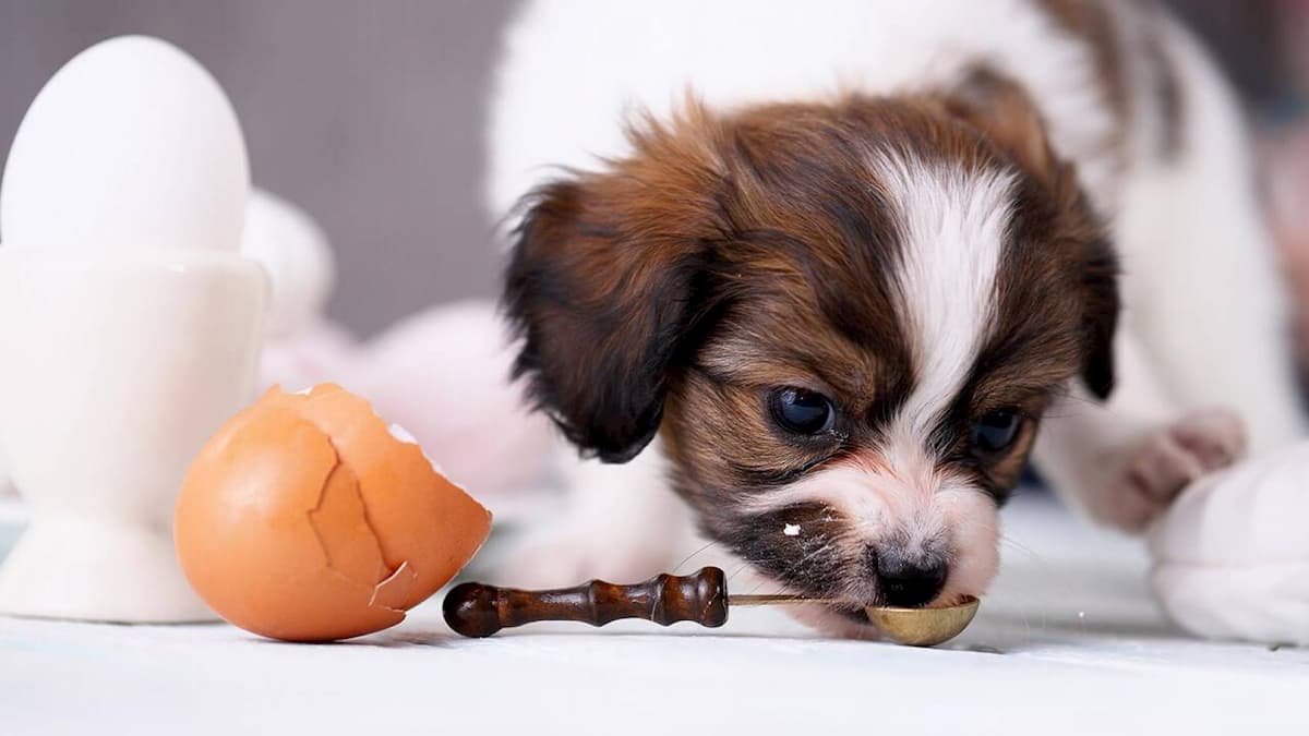 Cachorro pode comer ovo?