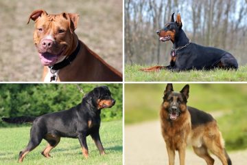 Imagem mostrando quatro cães de guarda