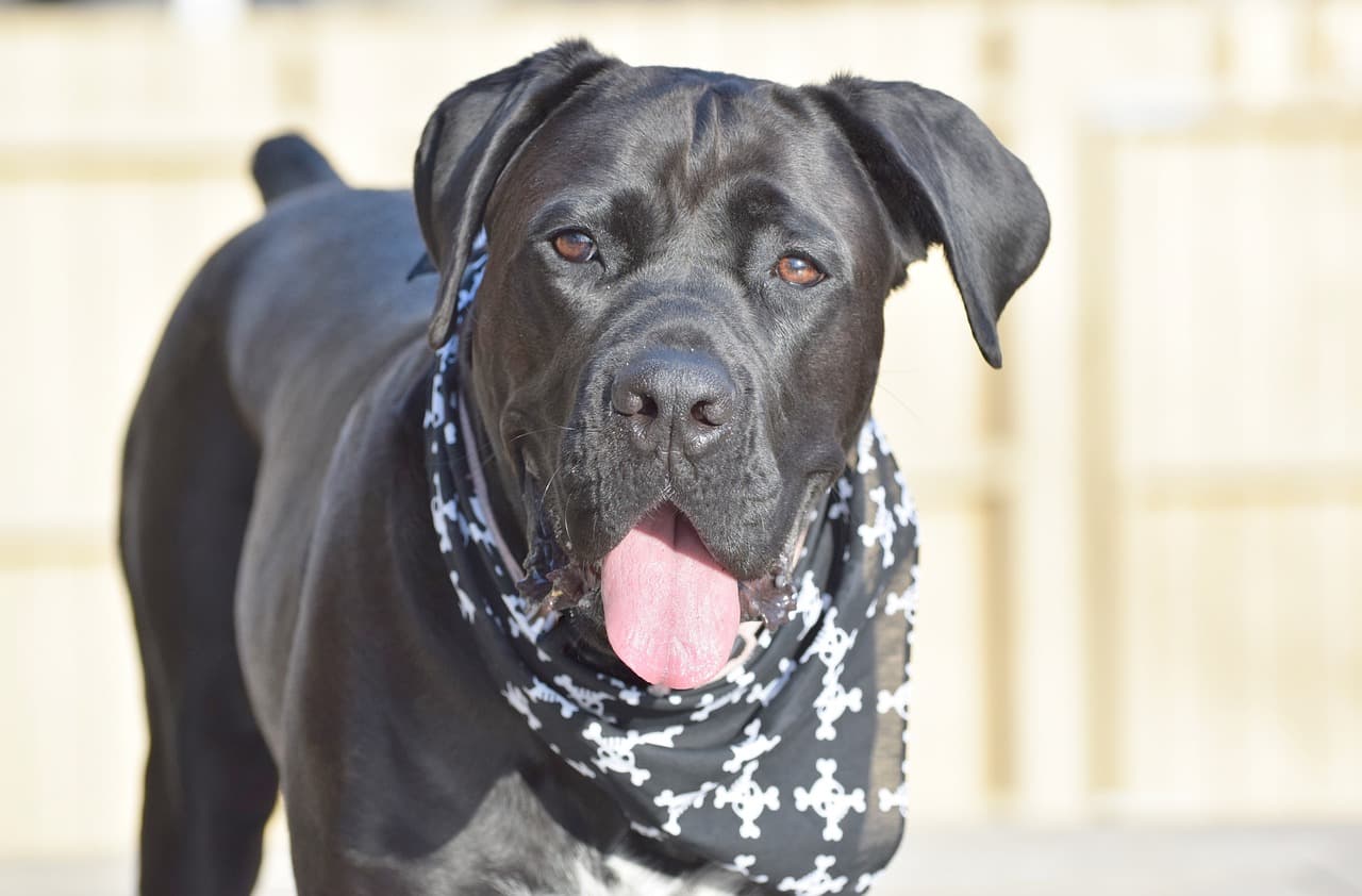cane-corso-preto-com-lenco