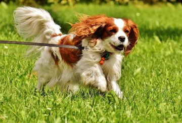 cavalier king charles spaniel correndo