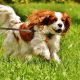 cavalier king charles spaniel correndo