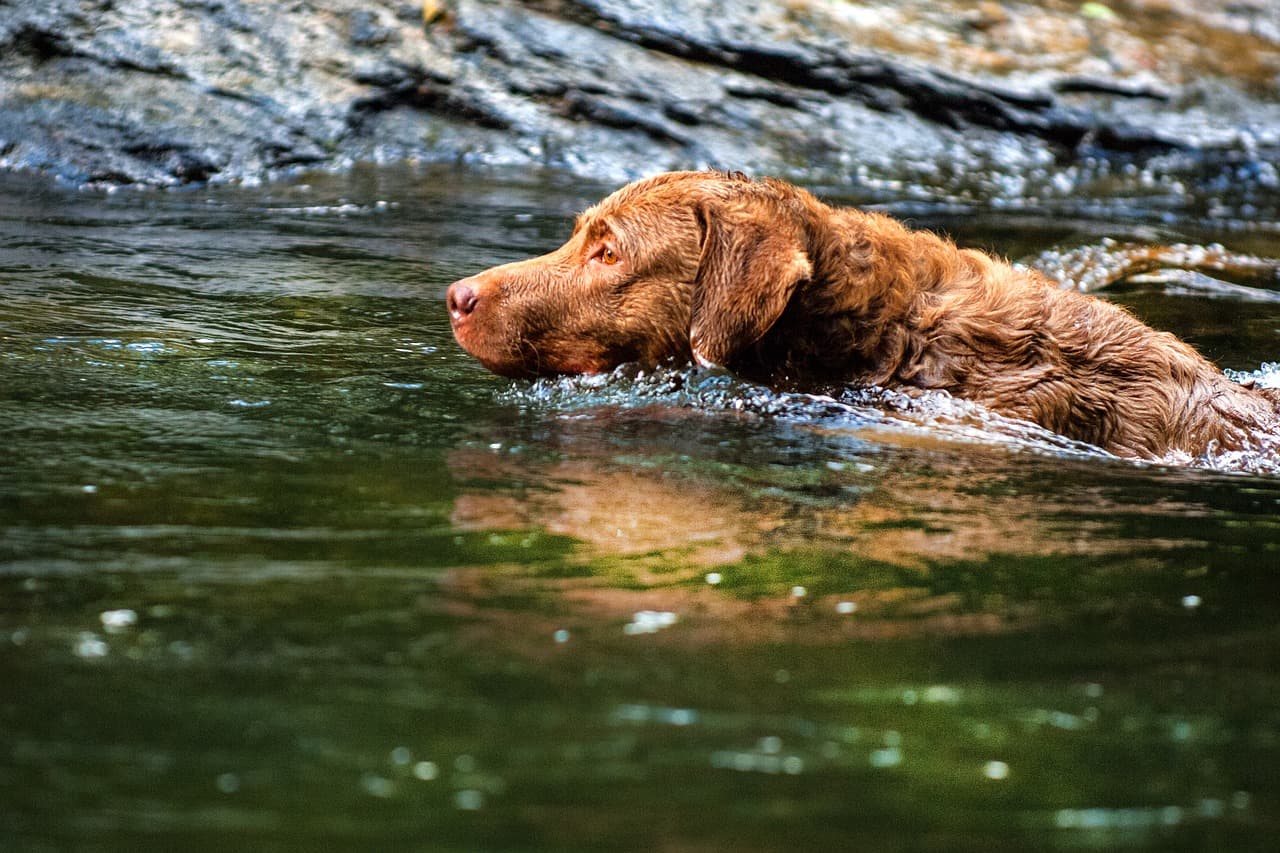 Chesapeake Bay Retriver