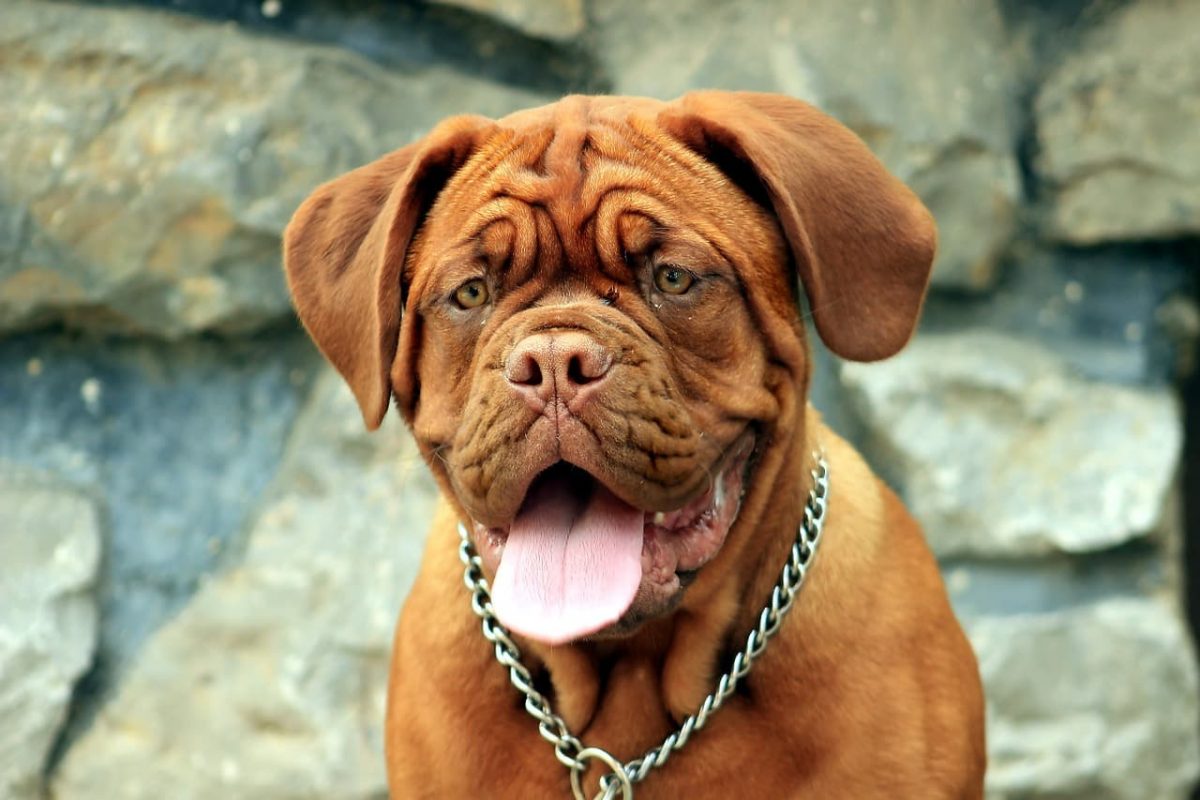 Dogue de Bordeaux com coleira.