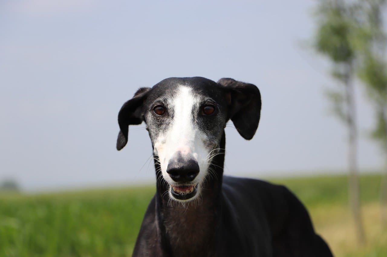 Galgo espanhol preto e branco ao ar livre